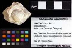 Foto (Objket + Etiketten) von Decapoda indet. 